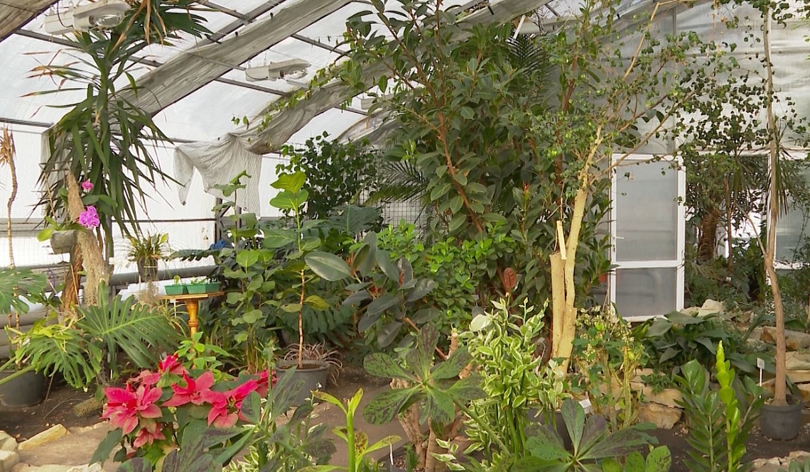 В пензенском ботаническом саду распустились первые цветы В пензенском ботаническом саду распустились первые цветы